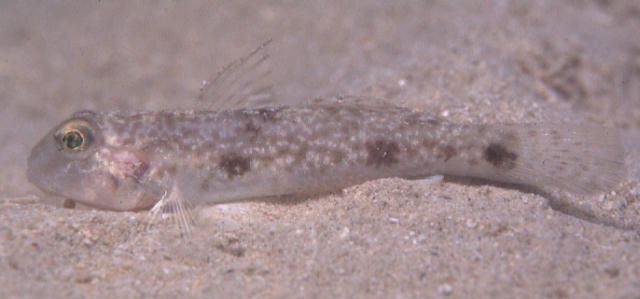 Yongeichthys criniger